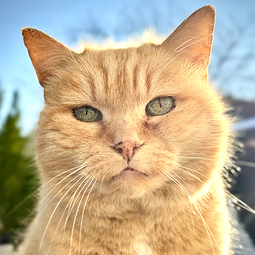Caramel assistante d’accueil et réception clients à la carrosserie Michel Lattion à Collombey en Valais